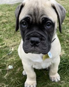 Adorable Bull Mastiff Puppies