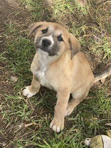 Puppies looking for a forever home