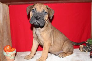 Conner Bullmastiff ***