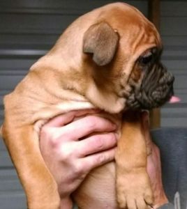 gentle Bullmastiff puppies for sale