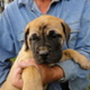 11 weeks Bullmastiff Puppies