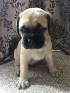 Outstanding Kc Registered Bullmastiff Puppies.