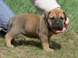 (***) ***-***6 Bullmastiff female puppy very cute.