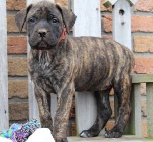 Very Intelligent Bullmastiff Puppies