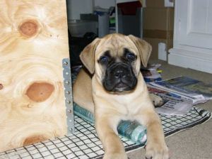 Bullmastiff puppies