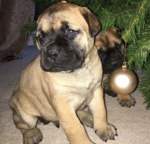 Healthy Bullmastiff Puppies