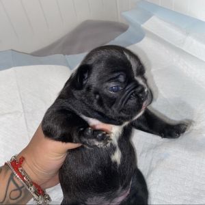 Have A Liter Of 8. 2 Of Each Bread Shown