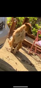 10 month old xl bully