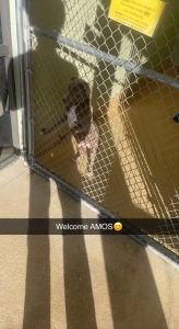 Just a hundred or so dollars with a big bag of food and a few leashes