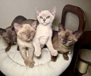 European Burmese kittens