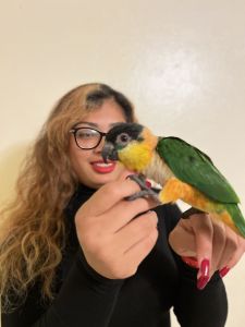 Black headed caique