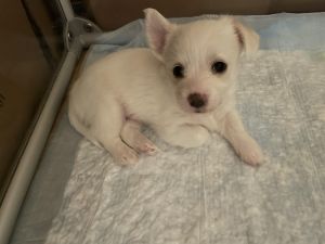 White male Terrier Puppy