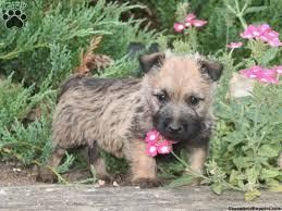 Cairn Terrier
