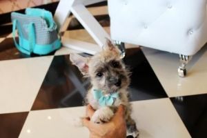 We Ship Nationwide Pet Safe Program