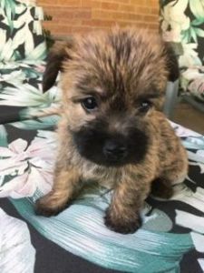 CAIRN TERRIER pups