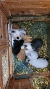 Rabbits, cornish cross and a kunekune pig