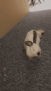 Adult female name bubbles