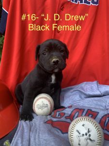 Capital City Cane Corso-J.D.Drew