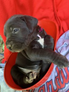 Capital City Cane Corso-Tommy Herr
