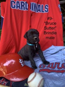 Capital City Cane Corso-Bruce Sutter