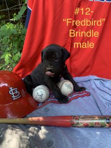 Capital City Cane Corso-Fredbird