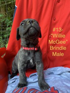 Capital City Cane Corso-Willie McGee