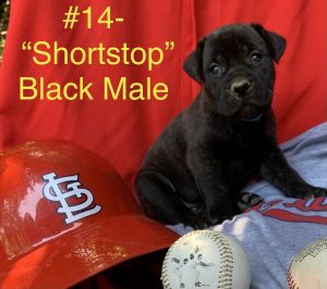 Capital City Cane Corso-Shortstop