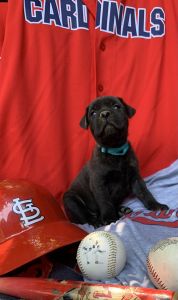 Capital City Cane Corso-Tony Laroussa