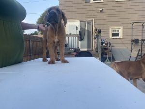 Rhode Island Corsolyft