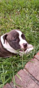 Cane Corso Mixed with pittbull