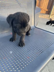 Cane Corso