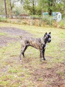 Male Cane Corso