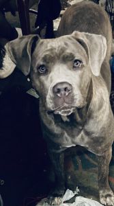 Cane Corso 10 months old