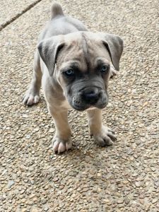 Cane Corso 7 weeks old