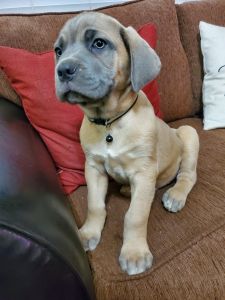 Cane Corso Puppies