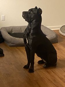 Cane corso puppies for sale