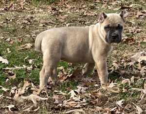Cane Corso Puppy