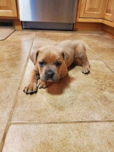 Purebred Cane corso puppy