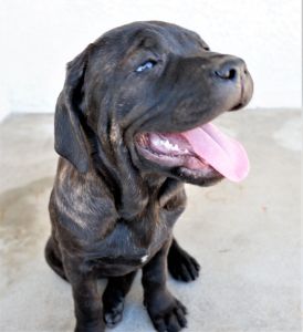 Cane Corso Puppies