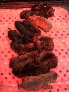 Cane Corso pups contact Larry ***