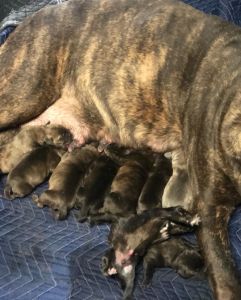 Cane Corso pups