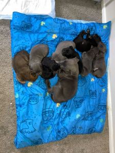 Cane corso puppies