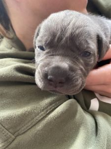 Cane Corso Puppies
