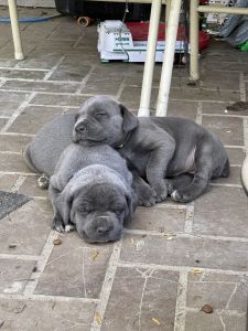 Cane Corso
