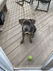 Female Cane Corso