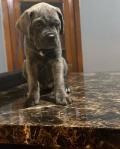 Cane corso