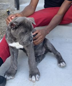 AKC Registered 10 Week Pup