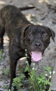 Cane corso puppies female