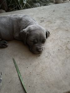 10 week AKC Cane Corso born date 03/15/22