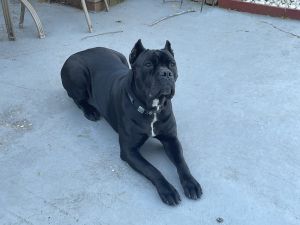 Cane Corso Puppies For Sale